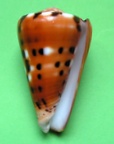 Conus barthelemyi, Bernardi 1861